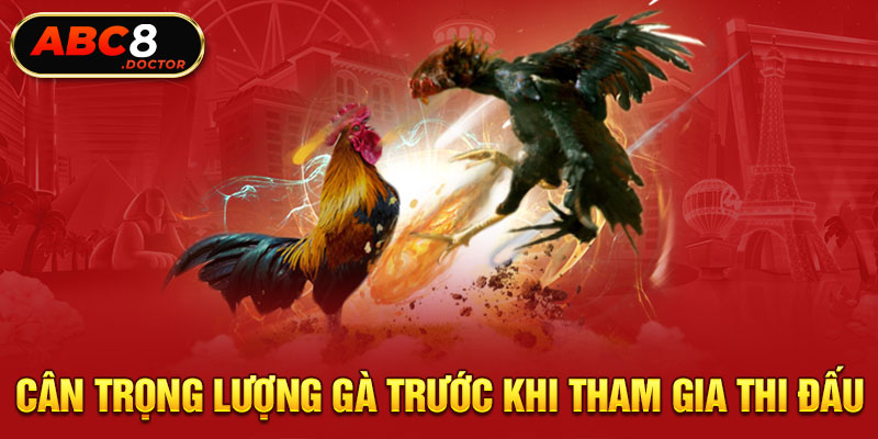 Cân trọng lượng gà trước khi tham gia thi đấu